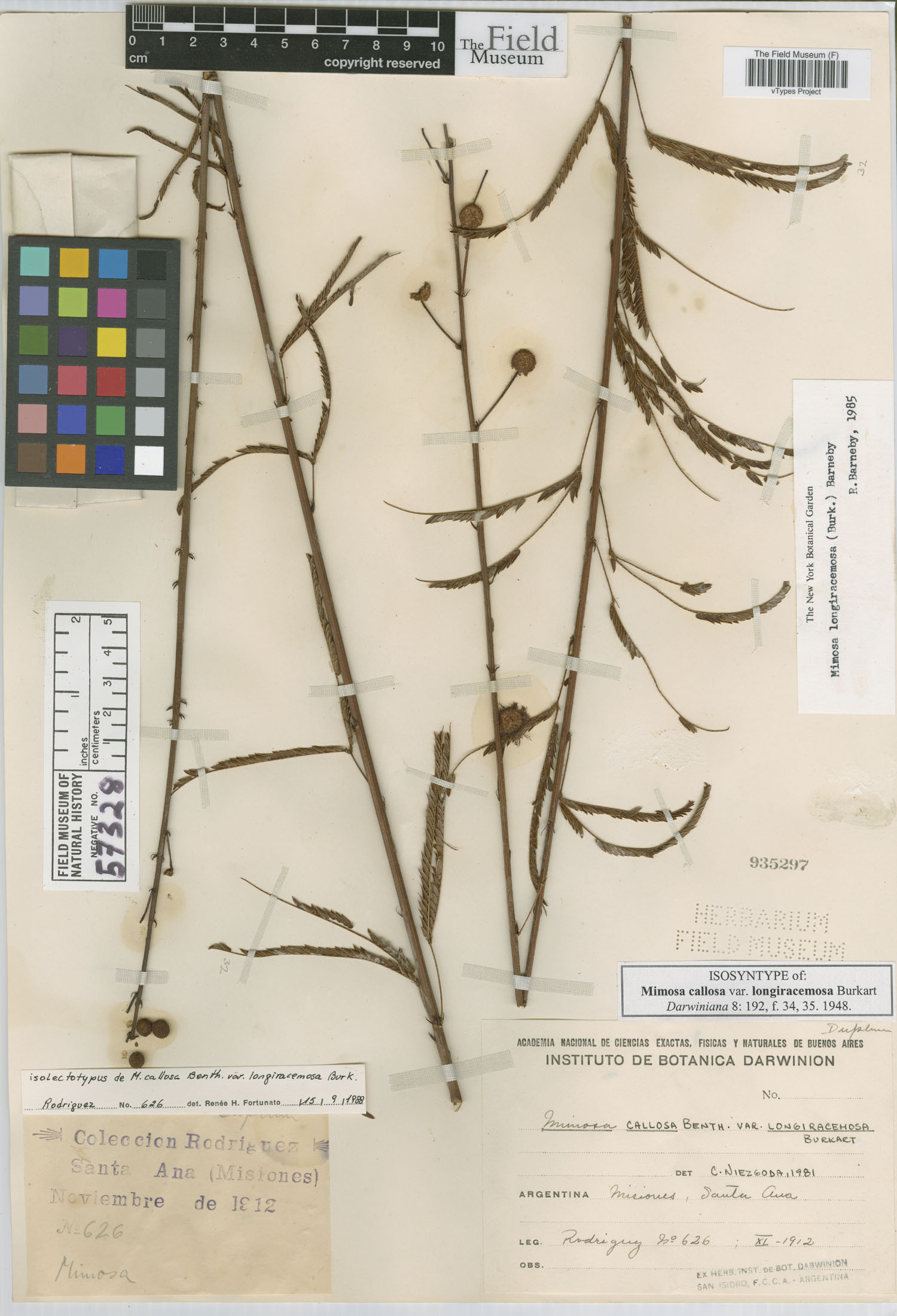 Mimosa callosa var. longiracemosa image