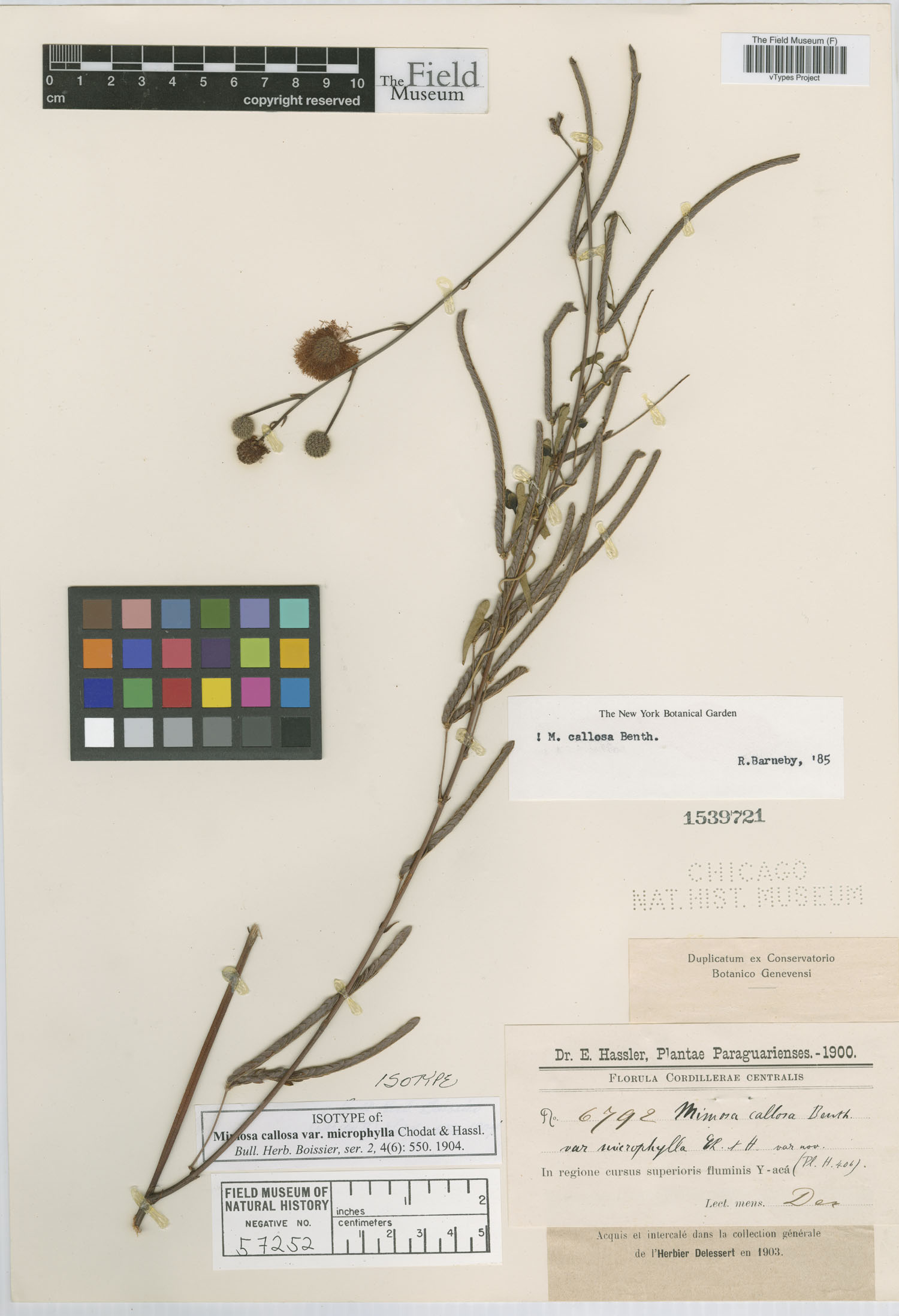 Mimosa callosa var. microphylla image