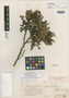 Mimosa calodendron image