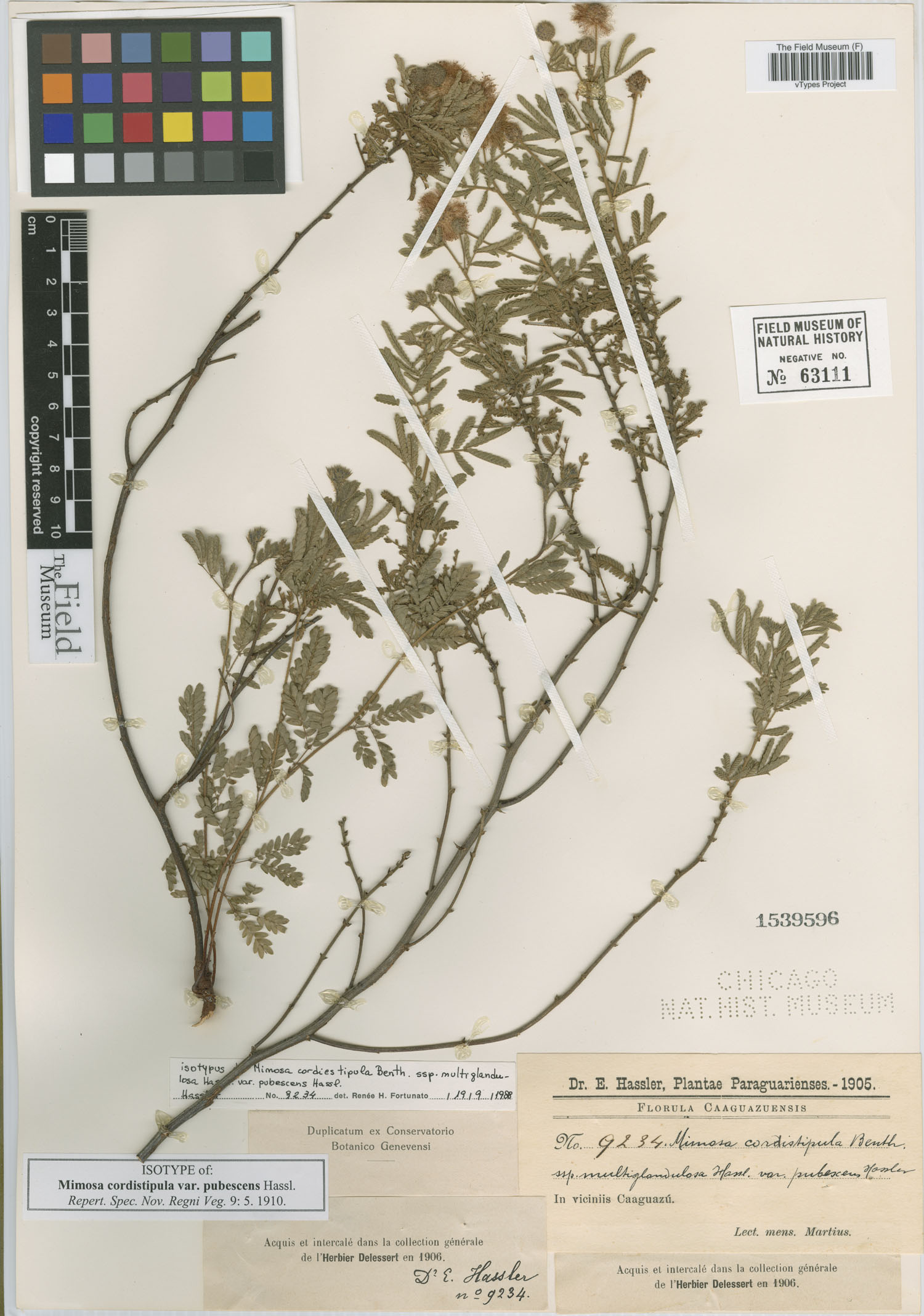 Mimosa cordistipula var. pubescens image