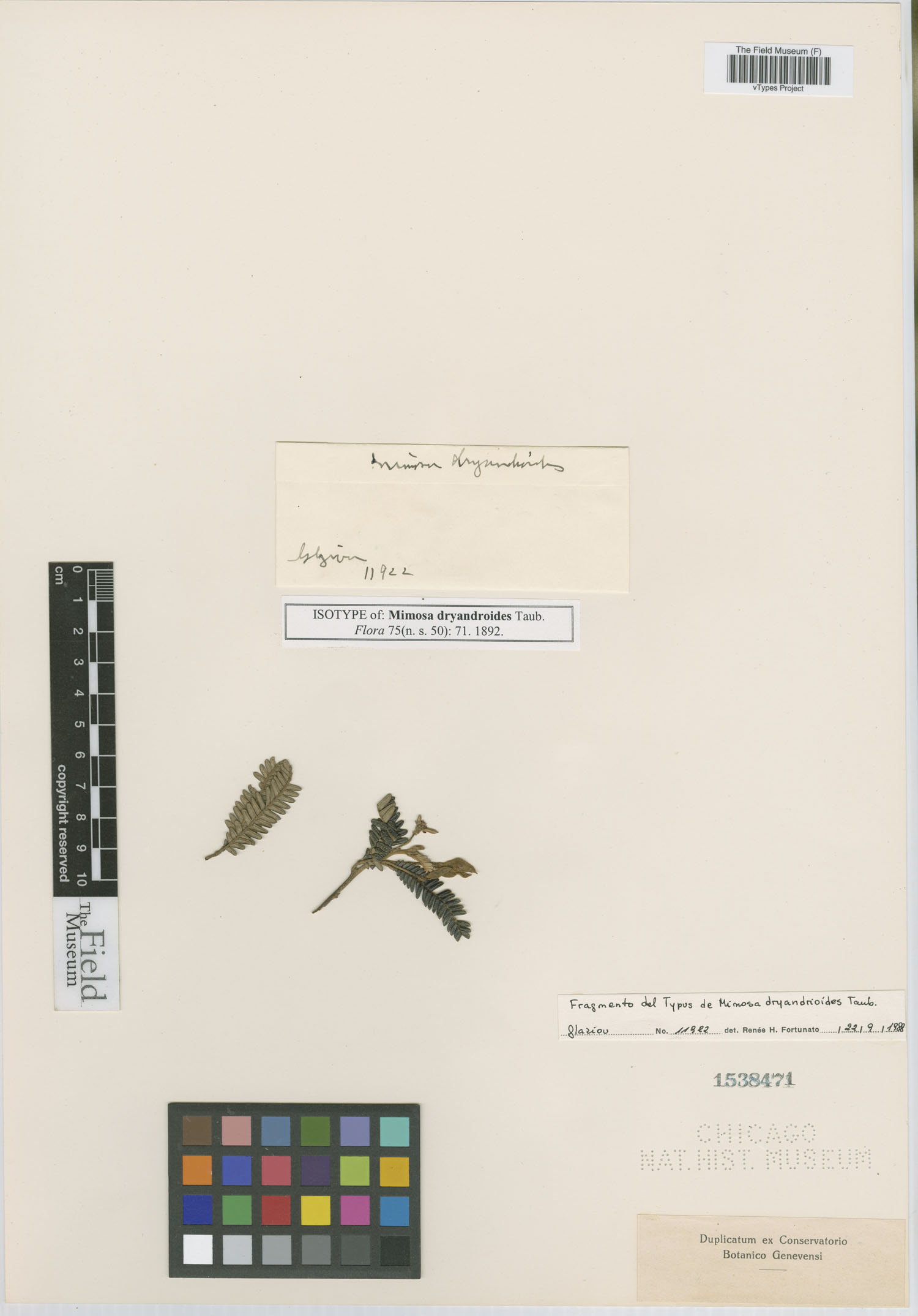 Mimosa dryandroides image