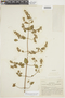 Minthostachys spicata image