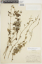Minthostachys verticillata image