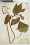 Salvia acuminata image