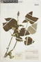 Salvia amethystina image