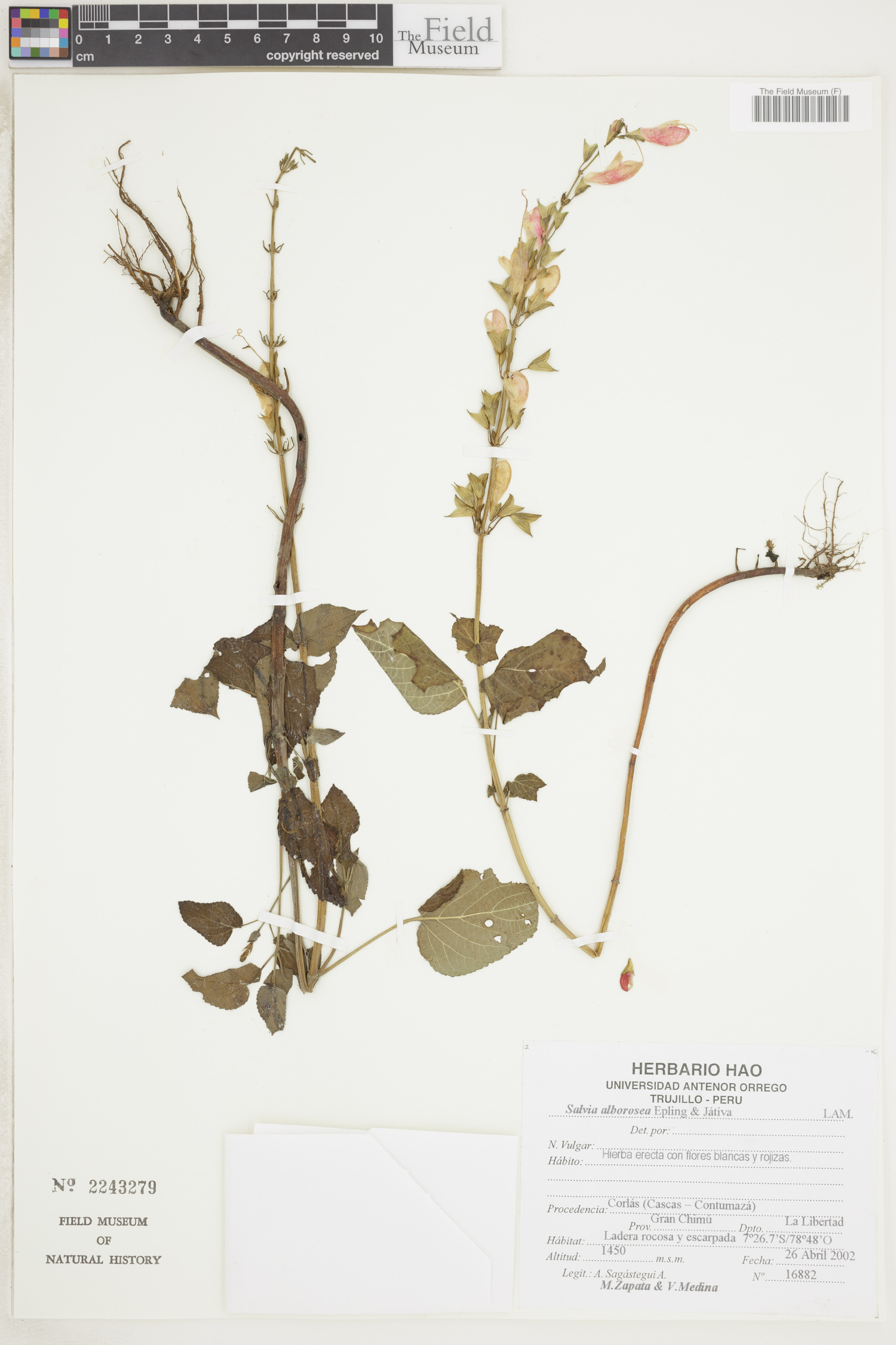 Salvia alborosea image