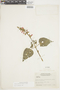 Salvia alborosea image
