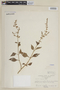 Salvia angulata image