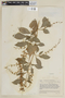 Salvia angulata image