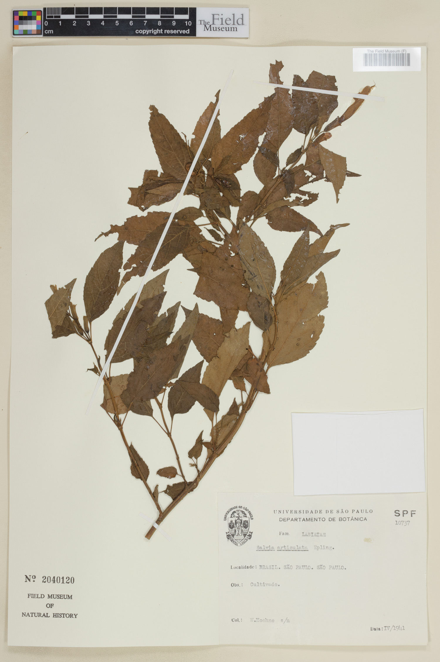 Salvia articulata image