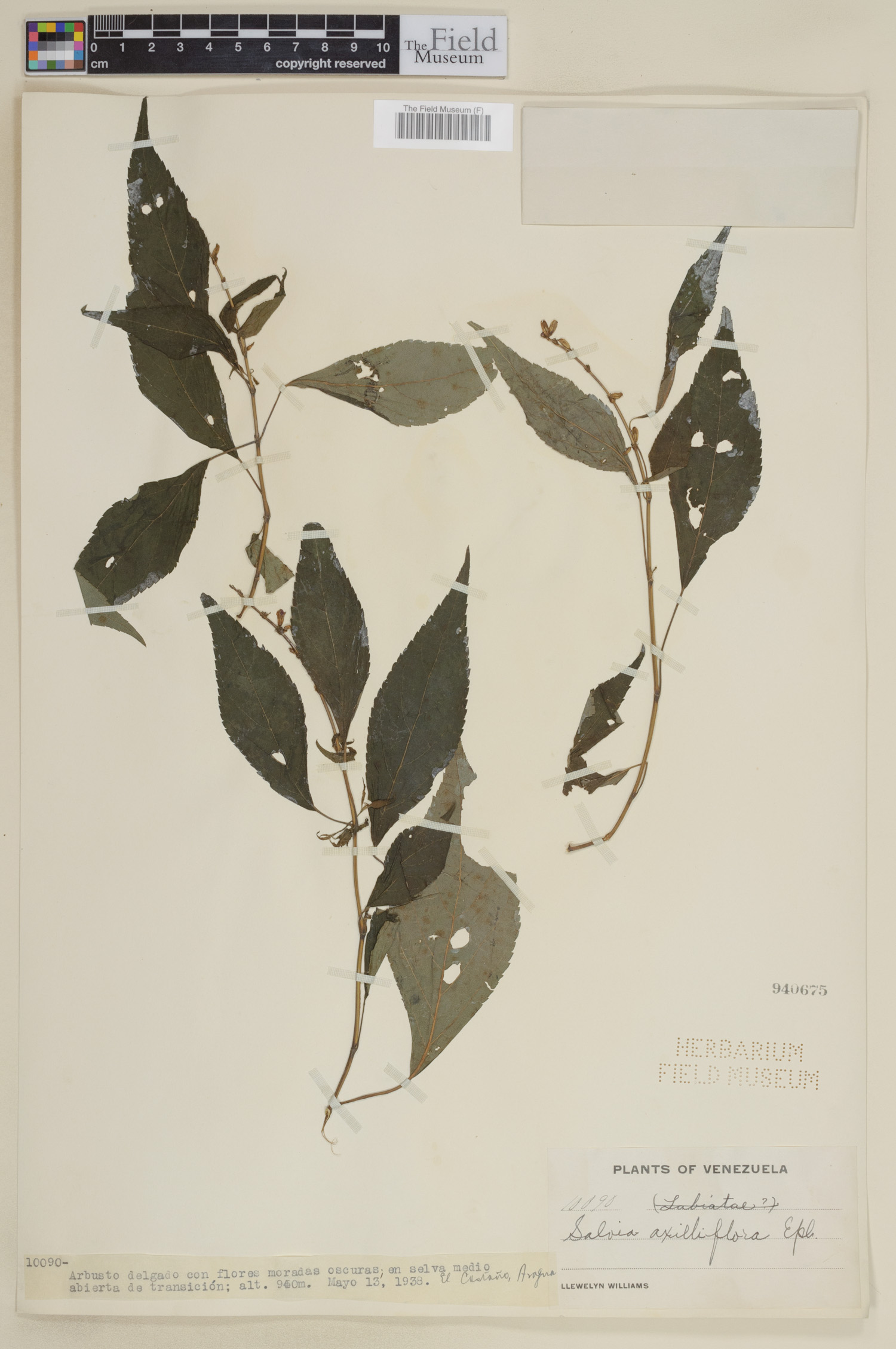 Salvia axilliflora image
