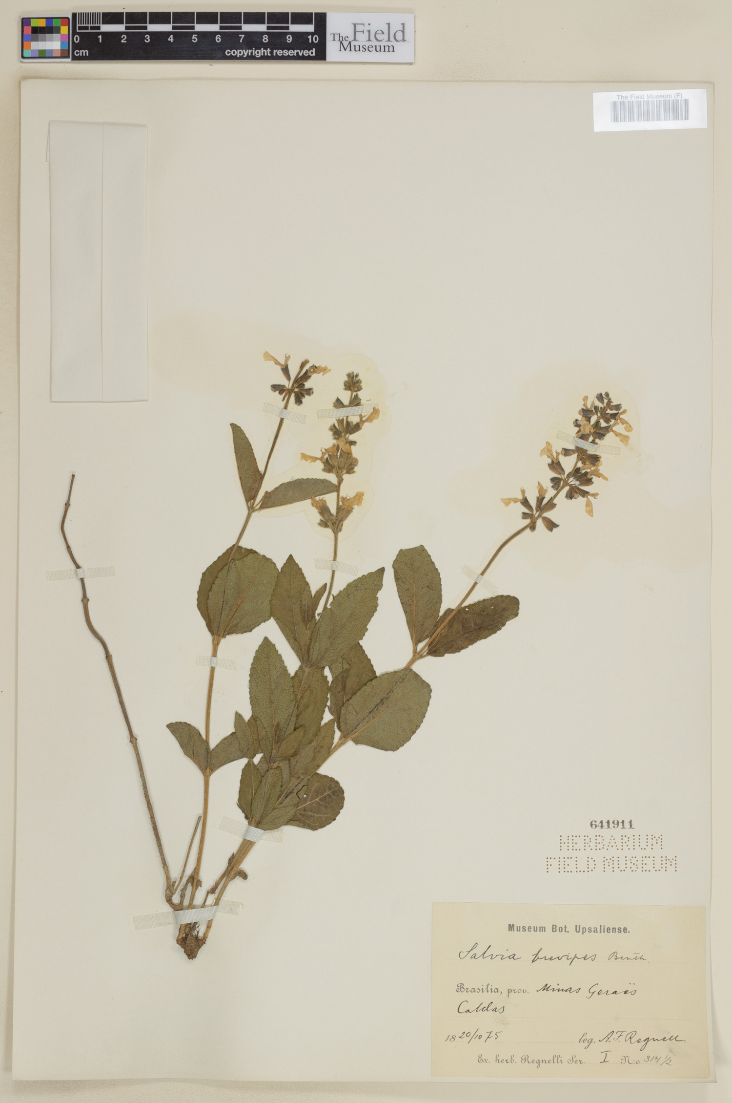Salvia brevipes image