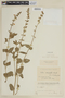 Salvia cardiophylla image
