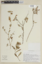 Salvia chorianthos image