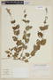 Salvia curticalyx image