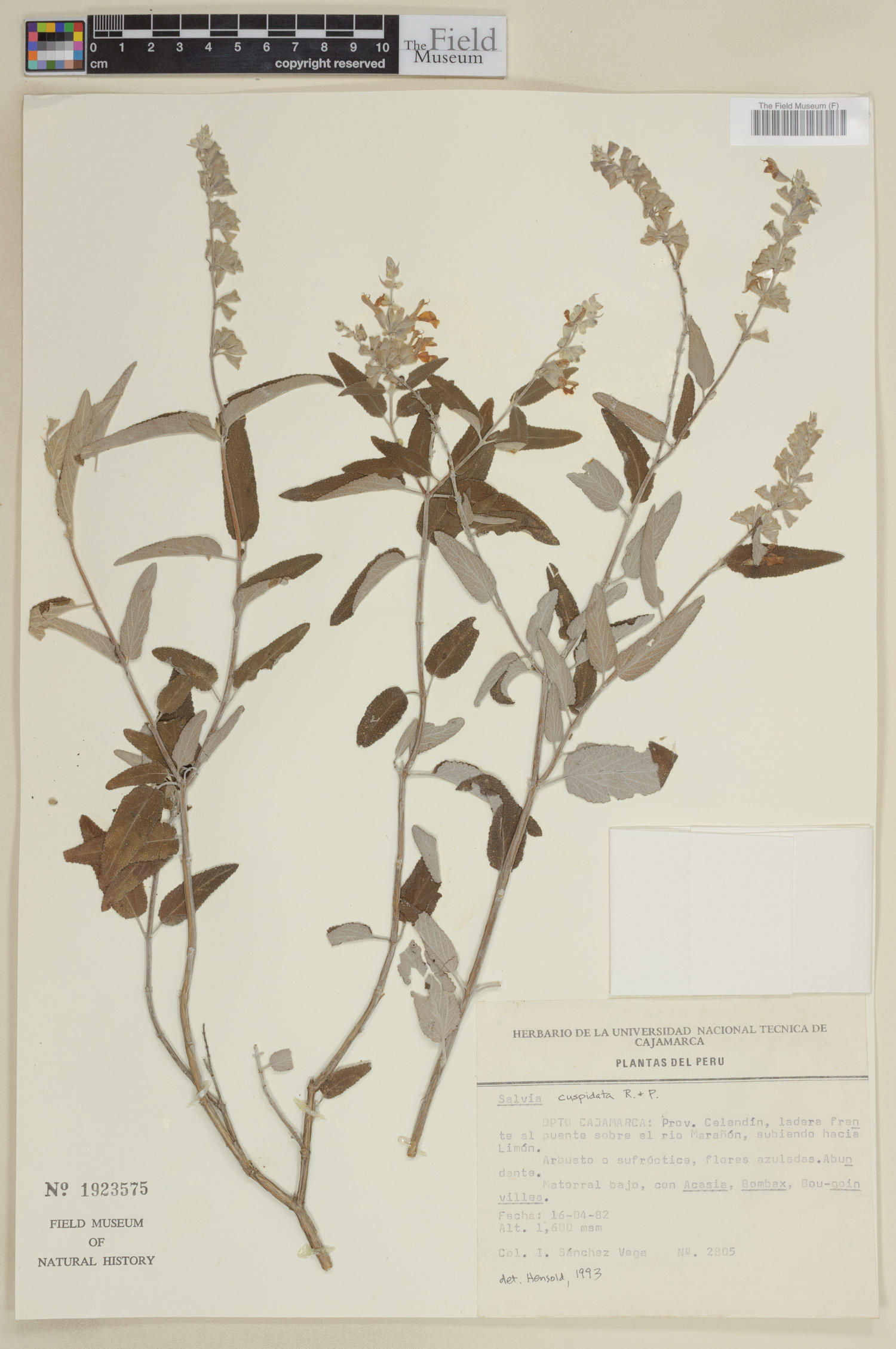 Salvia curticalyx image