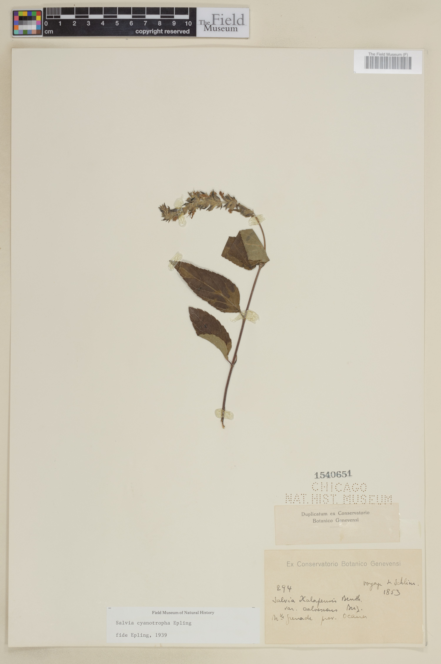 Salvia cyanotropha image