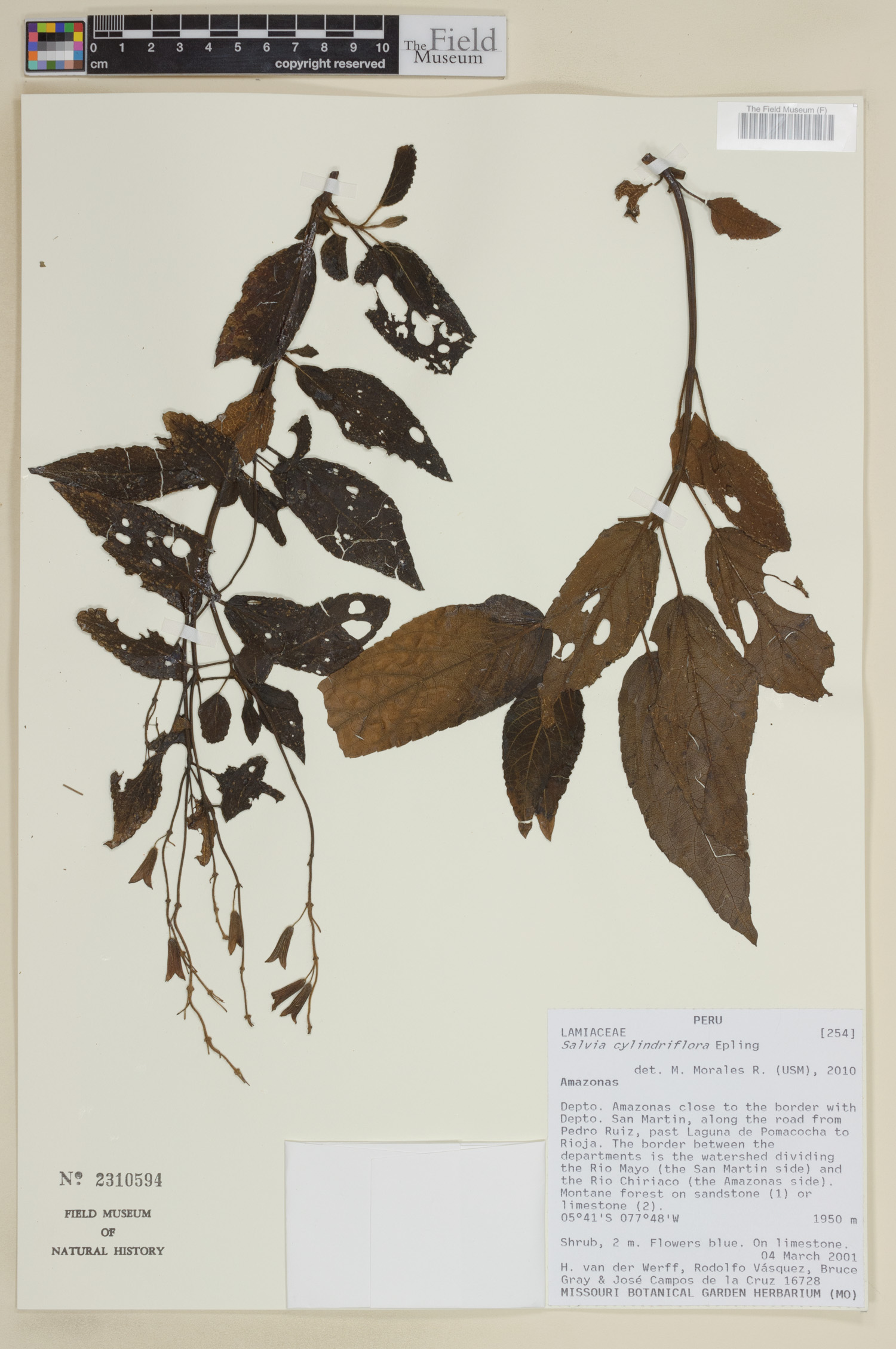 Salvia cylindriflora image