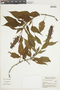 Salvia congestiflora image
