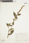 Salvia confertiflora image