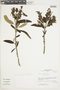 Salvia corrugata image