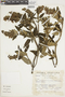 Salvia corrugata image