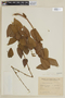 Salvia ovalifolia var. ovalifolia image