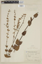 Salvia ovalifolia var. ovalifolia image