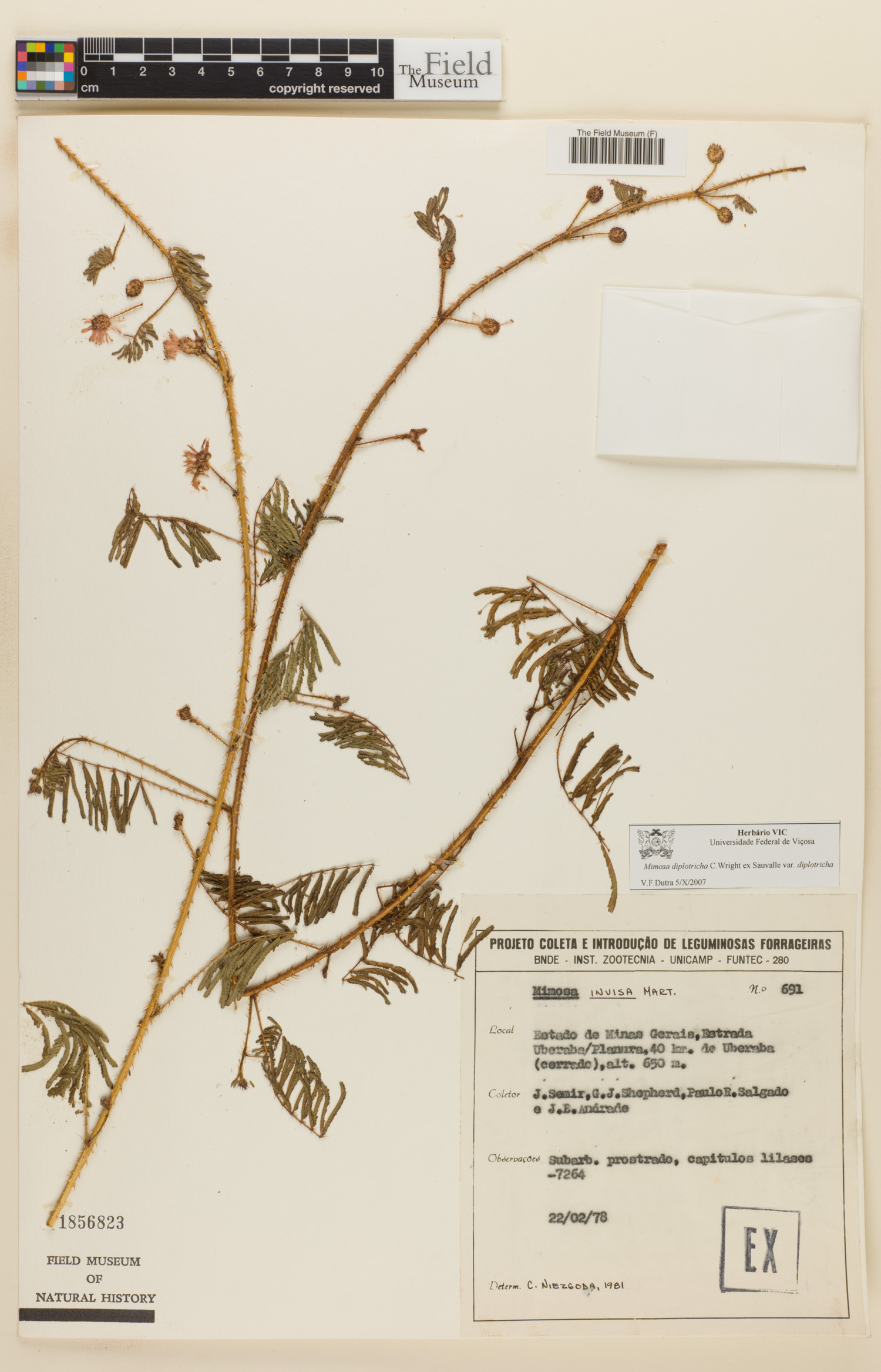 Mimosa diplotricha var. diplotricha image