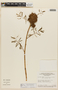 Mimosa diplotricha image