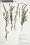 Micromeria graeca subsp. fruticulosa image