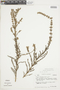 Micromeria graeca subsp. fruticulosa image