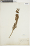 Clinopodium jamesonii image