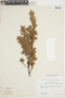 Clinopodium loesenerianum image