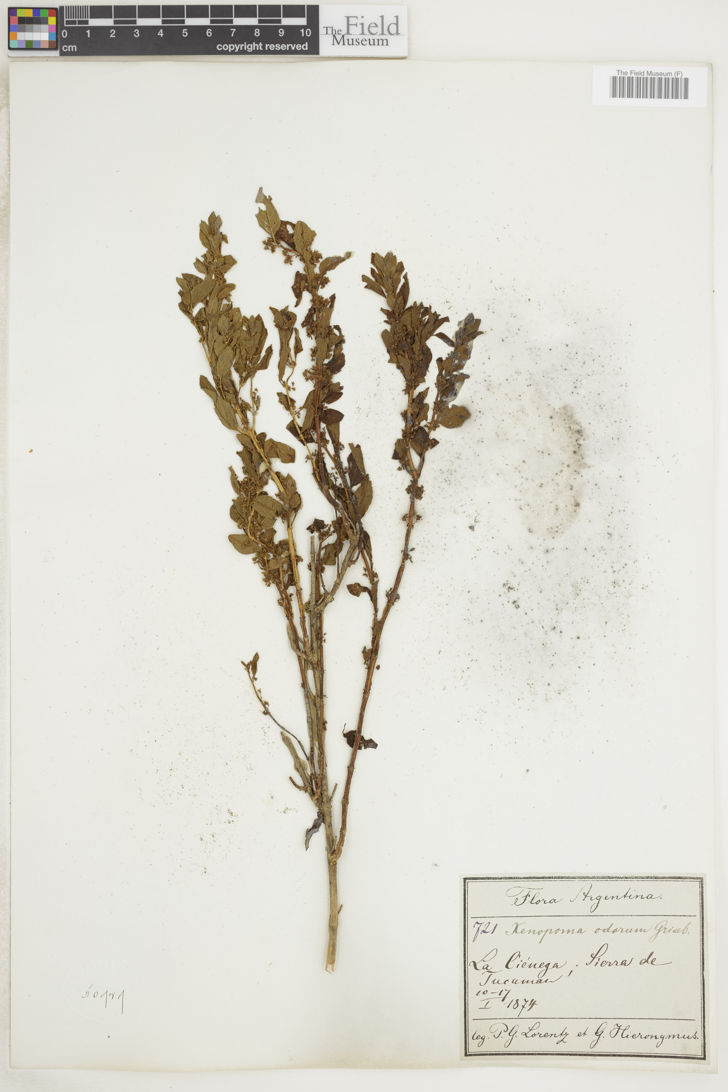 Clinopodium odorum image