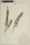 Satureja parvifolia image