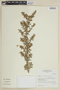 Clinopodium pulchellum image