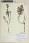 Clinopodium pulchellum image