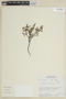 Clinopodium revolutum image