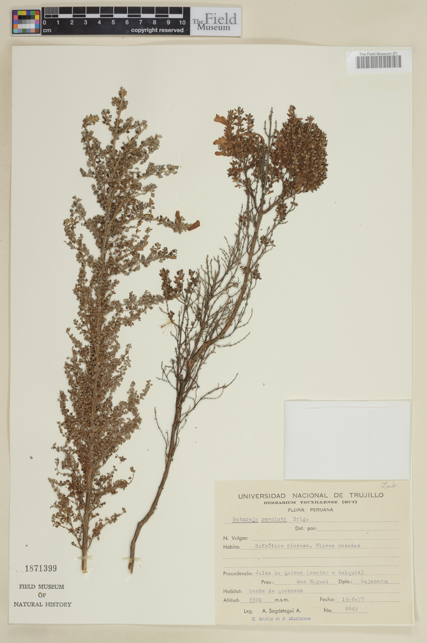 Clinopodium revolutum image