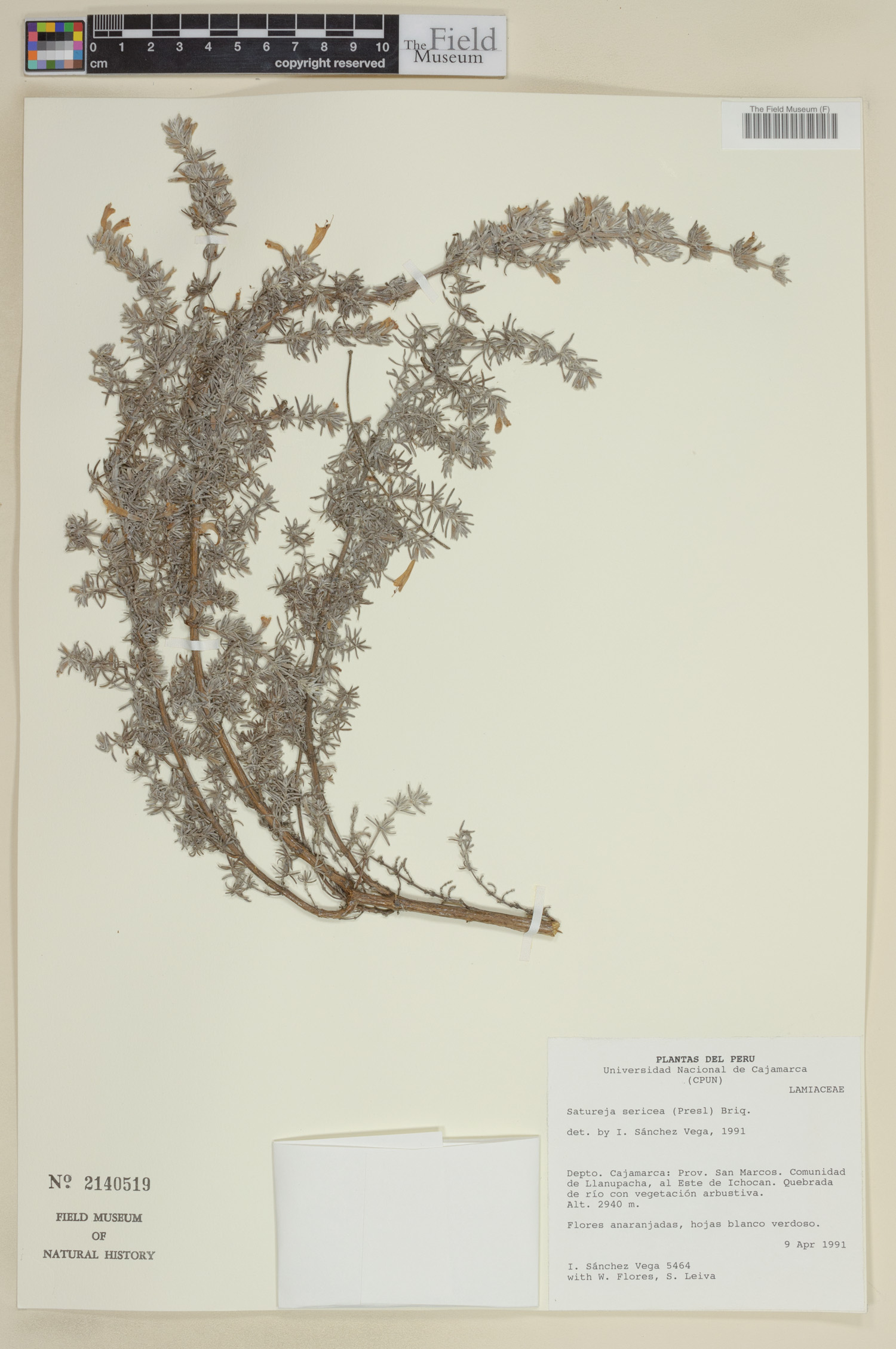 Clinopodium sericeum image