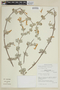 Clinopodium sericifolium image