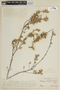 Satureja taxifolia image