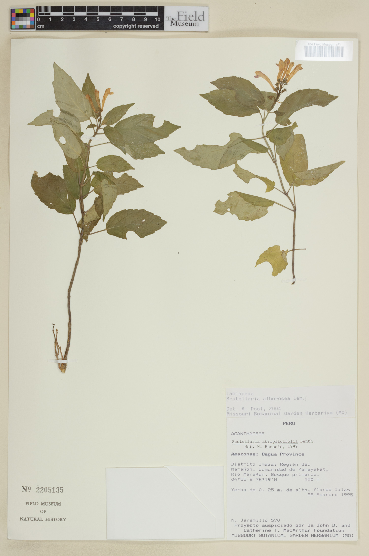 Scutellaria alborosea image