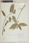 Scutellaria alborosea image
