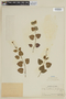 Scutellaria agrestis image