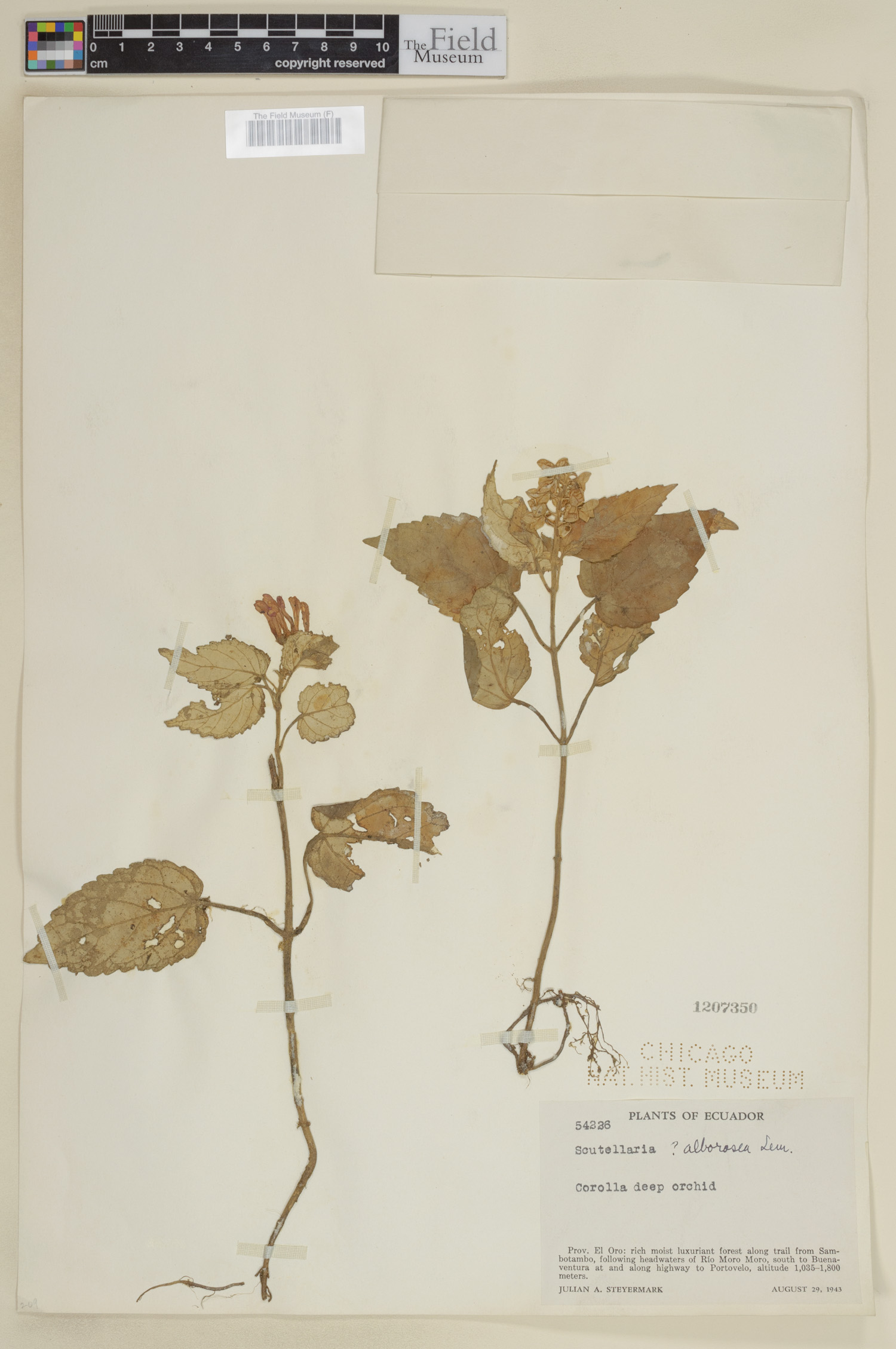 Scutellaria alborosea image
