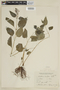 Scutellaria purpurascens image