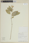 Scutellaria coccinea image