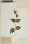 Scutellaria cyanocheila image
